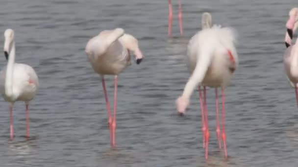 Flamingo Ordförande — Stockvideo