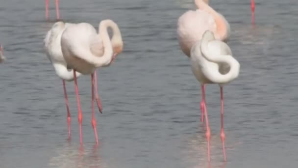 Flamingo Ordförande — Stockvideo