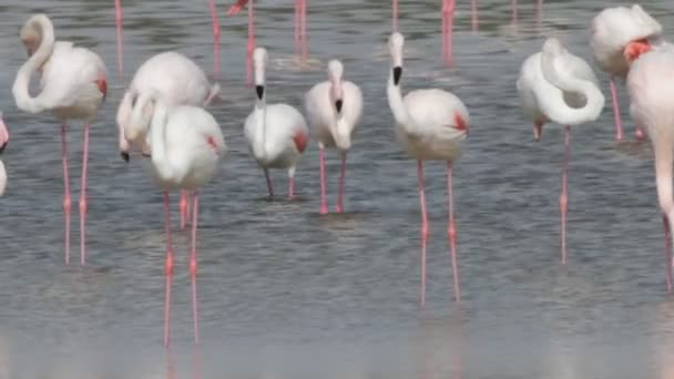 Flamingo Ordförande — Stockvideo