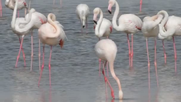 Flamingo — Vídeo de Stock