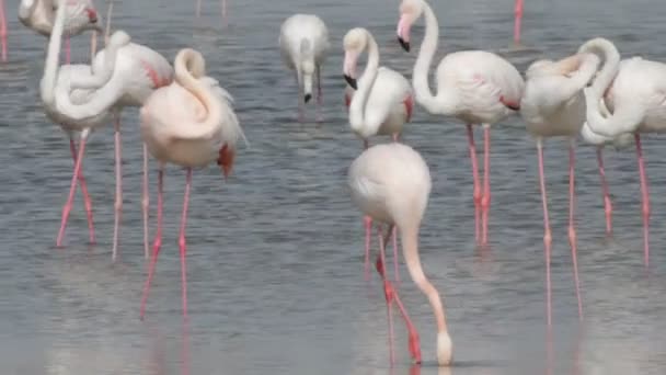 Flamingo Ordförande — Stockvideo