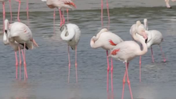 Фламинго — стоковое видео