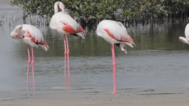 Flamingo — Stock Video