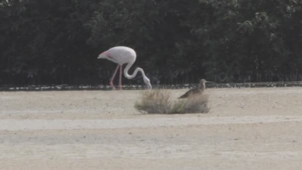 Flamant rose — Video