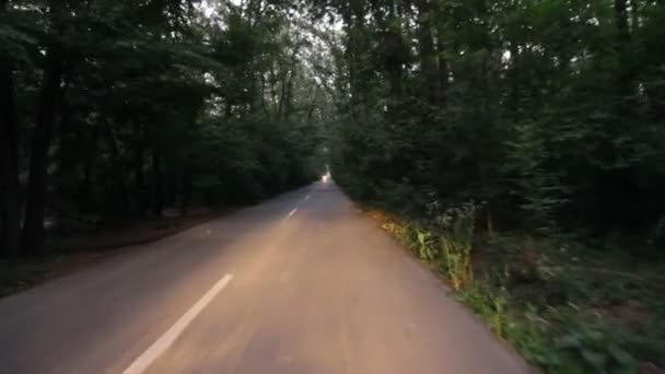 Skogsväg — Stockvideo