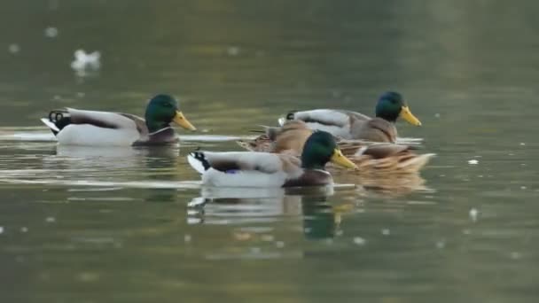 Mallards — Stock video