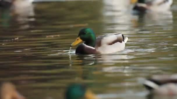 Mallards — Stock video