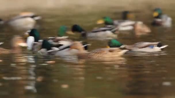 Yaban ördekleri — Stok video