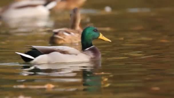 Mallards — Stock Video