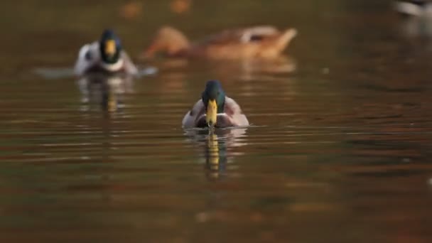 Yaban ördekleri — Stok video