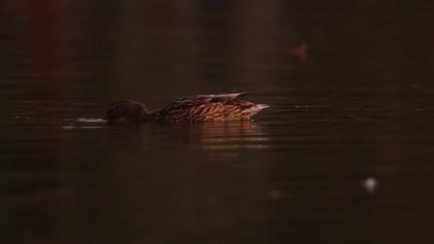 Mallards — Stock video