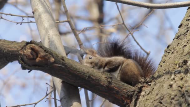 Red Squirrel — Stock Video