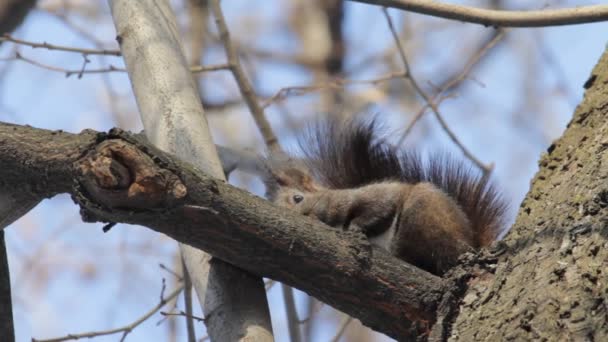 Red Squirrel — Stock Video