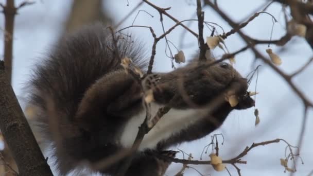 Red Squirrel — Stock Video
