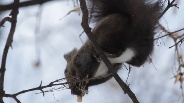 Red Squirrel — Stock Video