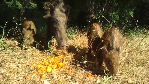 Wildschweine — Stockvideo