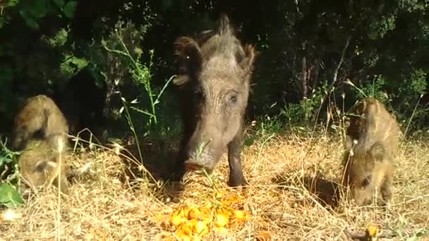 Yaban domuzu — Stok video