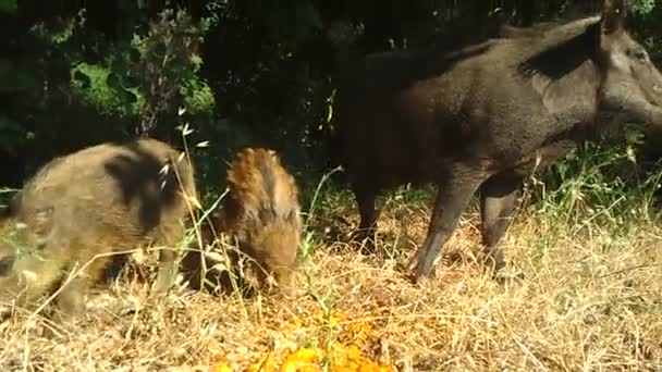 Wild Boars — Stock Video