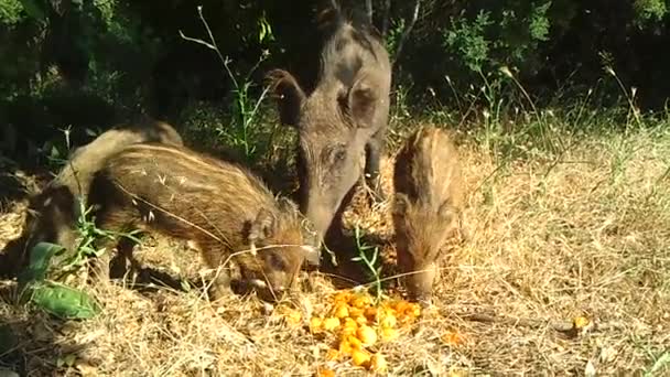 Wild Boars — Stock Video