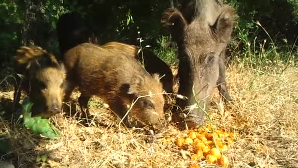 Wild Boars — Stock Video