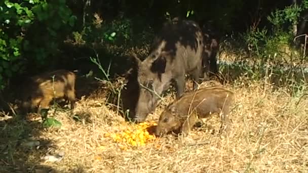 Yaban domuzu — Stok video