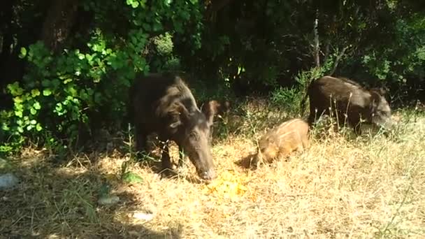 Wild Boars — Stock Video