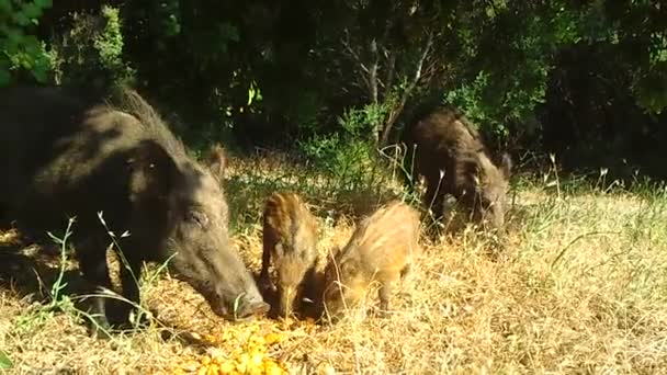 Wild Boars — Stock Video