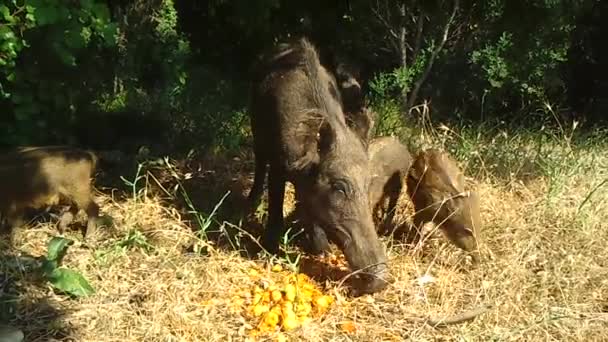 Wild Boars — Stock Video