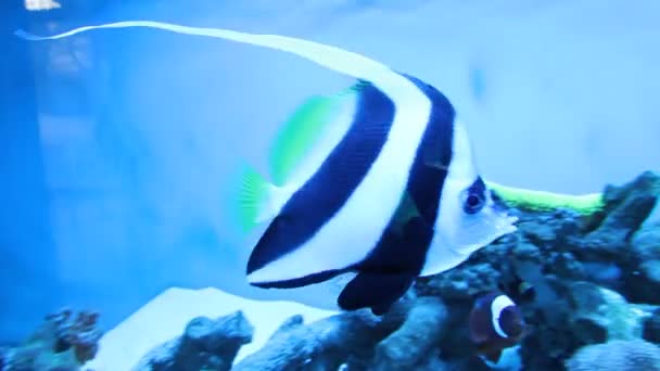 Aquarium Fish — Stock Video
