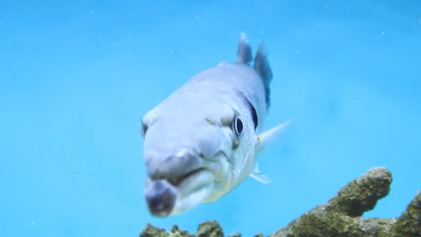 Peces de acuario — Vídeos de Stock