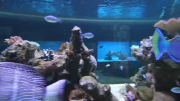Aquarienfische — Stockvideo