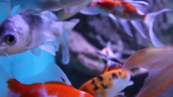 Poissons d'aquarium — Video