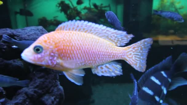 Aquarium Fish — Stock Video