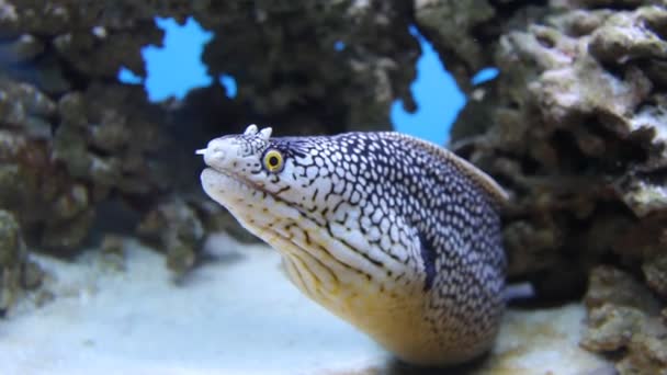 Peces de acuario — Vídeos de Stock