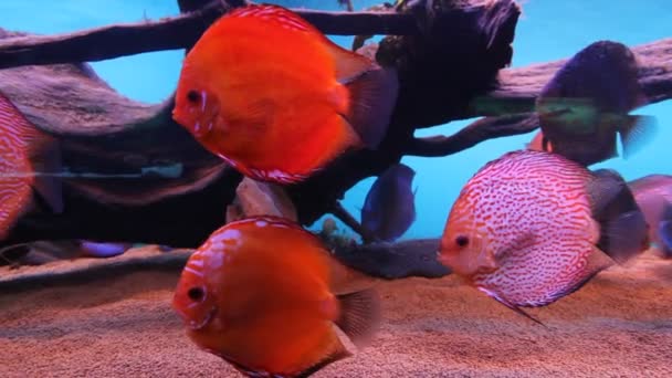 Aquarium Fish — Stock Video