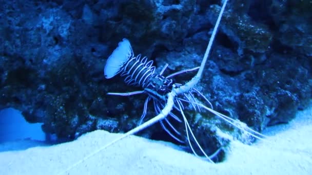 Ikan akuarium — Stok Video