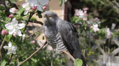 ağaç dalına guguk