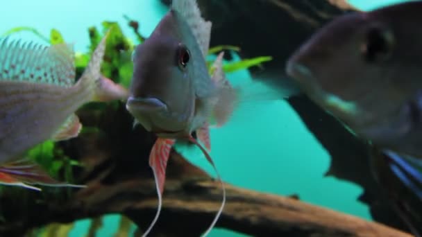 Peixes de aquário — Vídeo de Stock