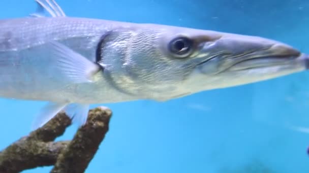 Ikan akuarium — Stok Video