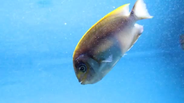 수족관 물고기 — 비디오