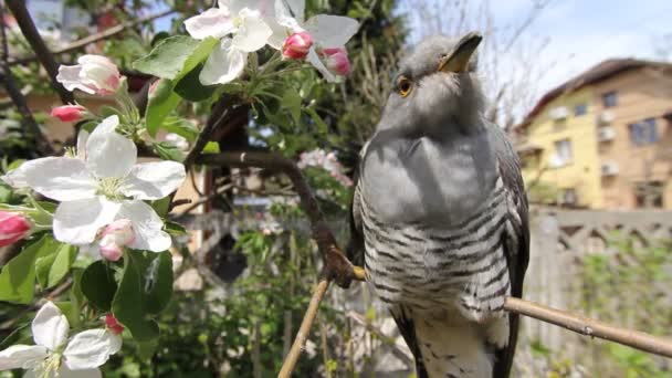 Cuckoo On Tree Branch — Stock Video