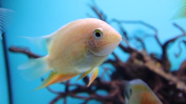 Aquarium Fish — Stock Video