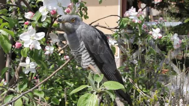 Coucou sur branche d'arbre — Video