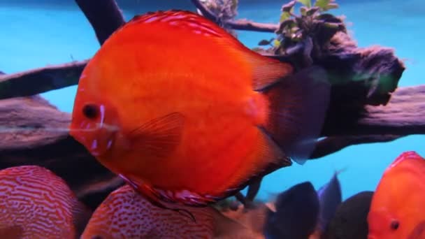 Aquarienfische — Stockvideo