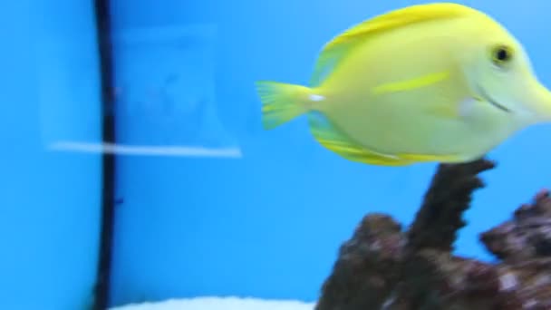 Aquarienfische — Stockvideo