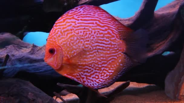 Aquarium Fish — Stock Video