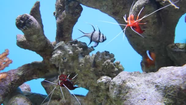 Peces de acuario — Vídeos de Stock