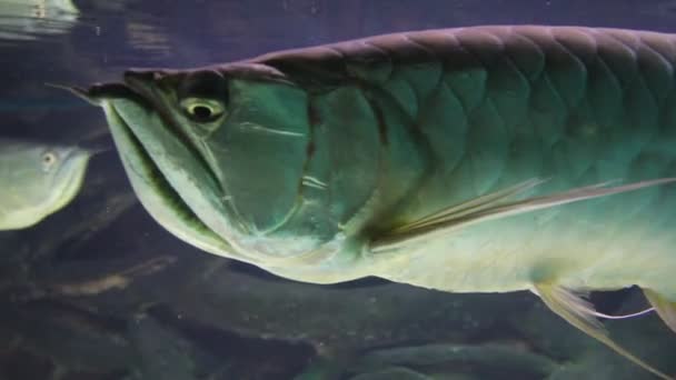 Akváriumi halak — Stock videók