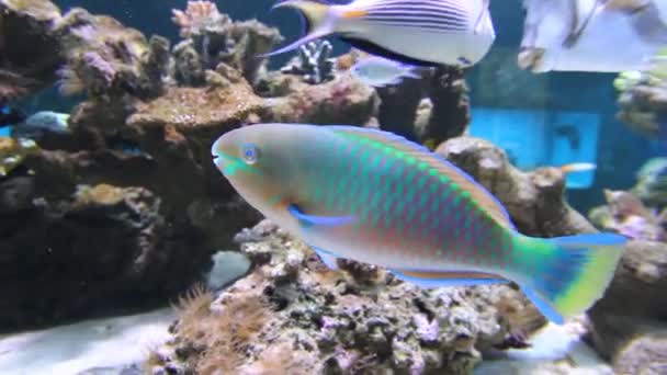 Aquarium Fish — Stock Video