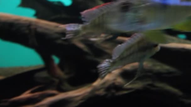 Аквариумные рыбы — стоковое видео